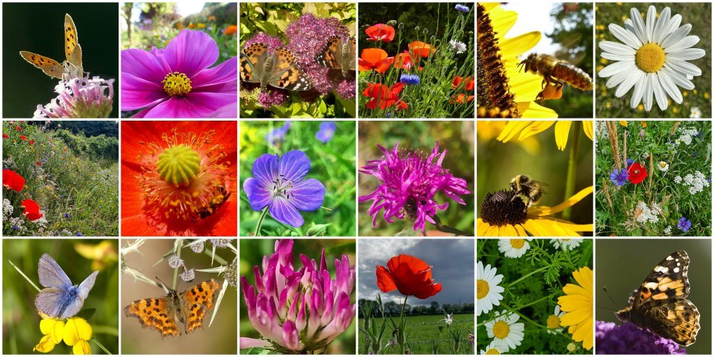 Butterflies in ANSR.club wildflower meadows